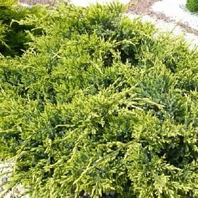 Можжевельник ГОЛД СТАР средний в Сургуте