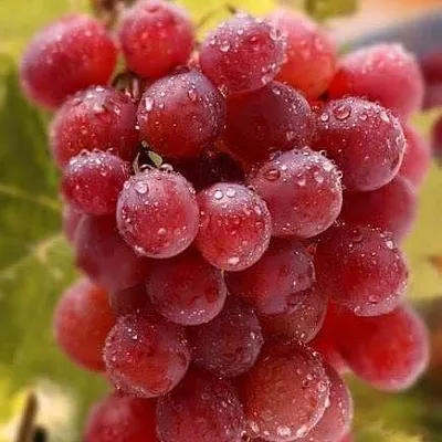 Ранние сорта  Ранние сорта в Сургуте