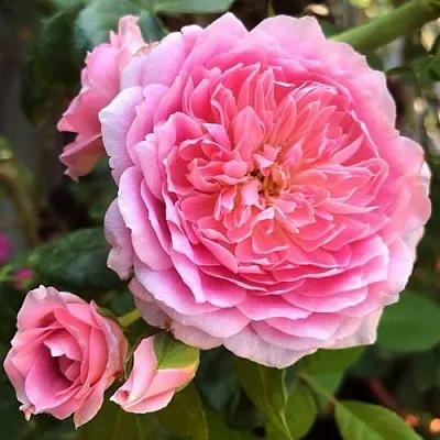 Саженцы роз ФРАНЦУЗСКОЕ ПЛАТЬЕ японская  Саженцы роз ФРАНЦУЗСКОЕ ПЛАТЬЕ японская в Сургуте