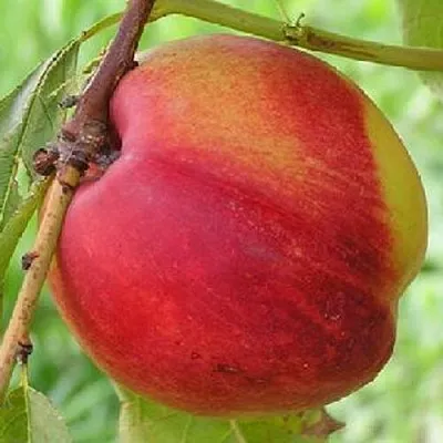 Нектарин СТАРК РЕД ГОЛД  Нектарин СТАРК РЕД ГОЛД в Сургуте