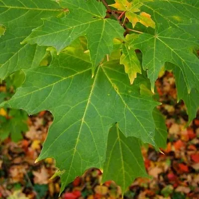 Клен сахарный  Клен сахарный в Сургуте