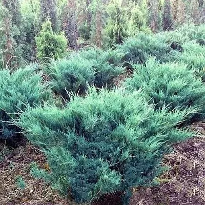 Можжевельник БЛЮ ДАНУБ казацкий в Сургуте