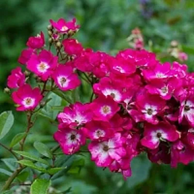 Саженцы роз МАРДЖОРИ ФЕЙР полиантовая  Саженцы роз МАРДЖОРИ ФЕЙР полиантовая в Сургуте