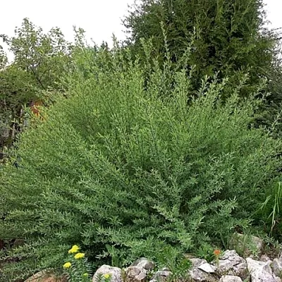 Ива НАНА  пурпурная   Ива НАНА  пурпурная  в Сургуте