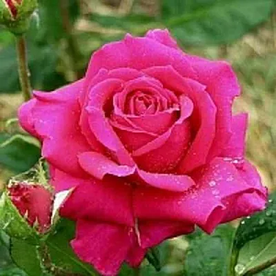 Саженцы роз ШАКИРА чайно-гибридная  Саженцы роз ШАКИРА чайно-гибридная в Сургуте