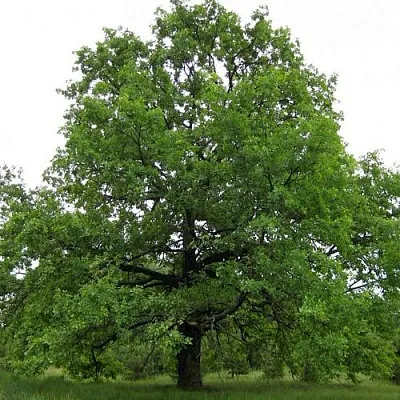 Дуб черешчатый   Дуб черешчатый  в Сургуте