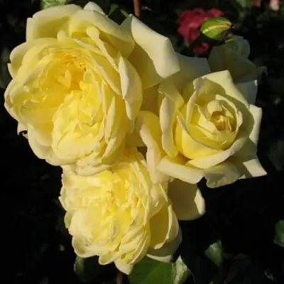 Саженцы роз КАЗИНО плетистая  Саженцы роз КАЗИНО плетистая в Сургуте