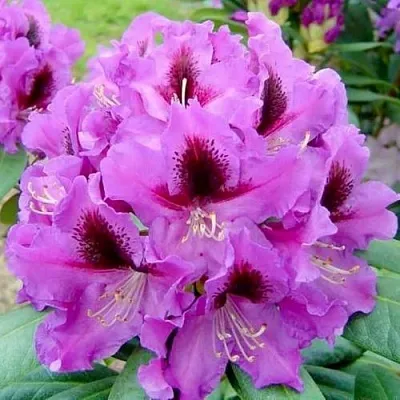 Рододендрон РАСПУТИН в Сургуте