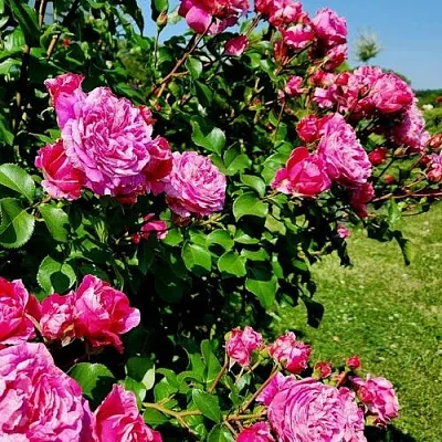 Саженцы роз ИНЕС САСТР плетистая  Саженцы роз ИНЕС САСТР плетистая в Сургуте