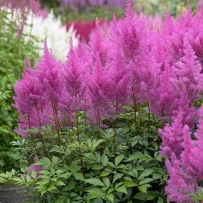 Астильба АМЕТИСТ Арендса  Астильба АМЕТИСТ Арендса в Сургуте