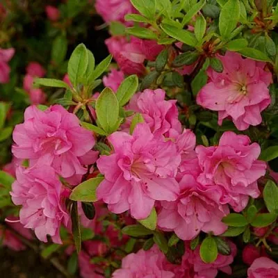 Азалия РОЗИНЕТТА японская  Азалия РОЗИНЕТТА японская в Сургуте