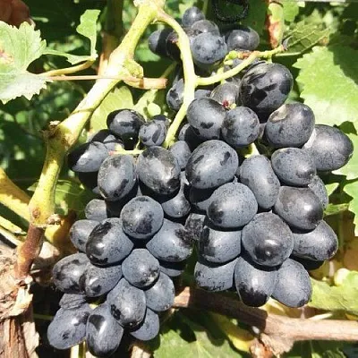 Виноград КИШМИШ АТТИКА  Виноград КИШМИШ АТТИКА в Сургуте