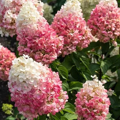 Гортензия ПИНКИ ПРОМИС метельчатая  Гортензия ПИНКИ ПРОМИС метельчатая в Сургуте