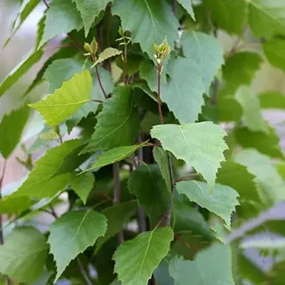 Береза ФАСТИГИАТА повислая   Береза ФАСТИГИАТА повислая  в Сургуте