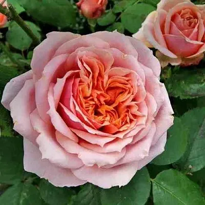 Саженцы роз ПОЛЬ БОКЮЗ шраб  Саженцы роз ПОЛЬ БОКЮЗ шраб в Сургуте