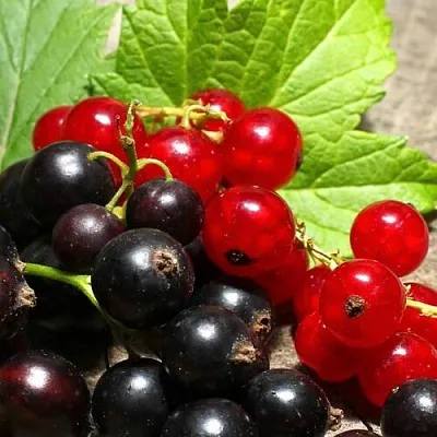 Смородина  в Сургуте