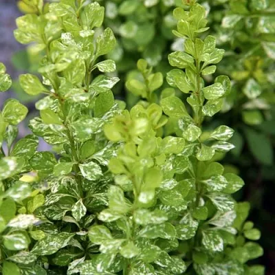 Барбарис ПАУ ВАУ тунберга  Барбарис ПАУ ВАУ тунберга в Сургуте