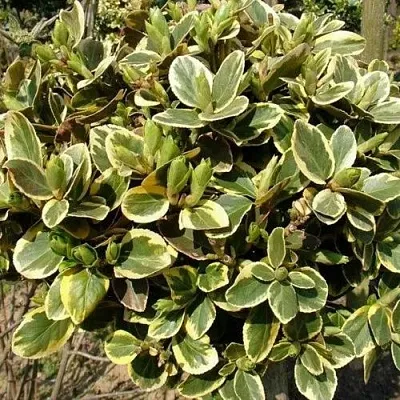 Бересклет КАНАДЕЙЛ ГОЛД   Бересклет КАНАДЕЙЛ ГОЛД  в Сургуте