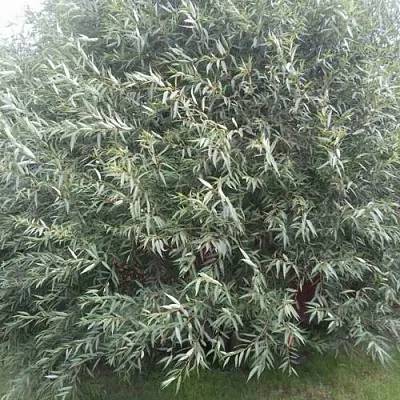 Ива СЕРЕБРИСТАЯ  Ива СЕРЕБРИСТАЯ в Сургуте