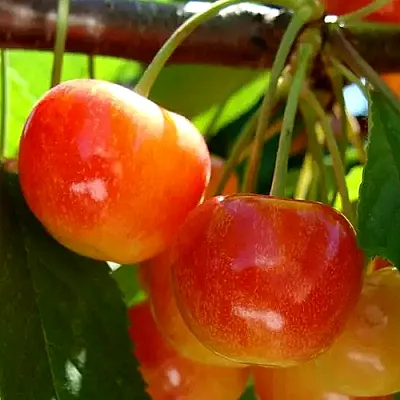 Черешня в Сургуте