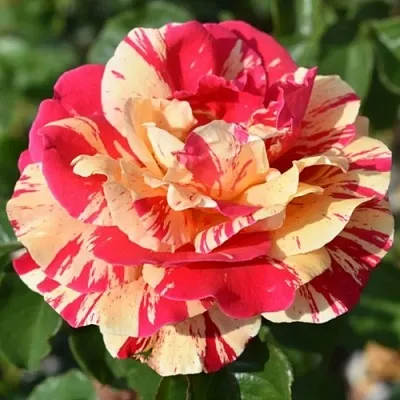 Саженцы роз ВАНИЛЛА ФРАЙЗ плетистая  Саженцы роз ВАНИЛЛА ФРАЙЗ плетистая в Сургуте