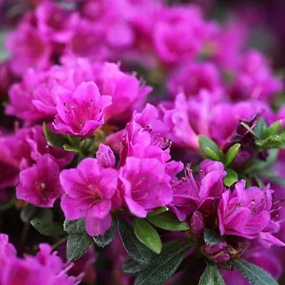 Азалия ХИРОКА японская  Азалия ХИРОКА японская в Сургуте