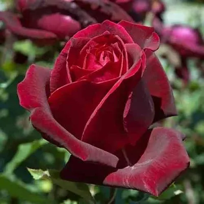 Саженцы роз ПАПА МЕЙЯН чайно-гибридная в Сургуте