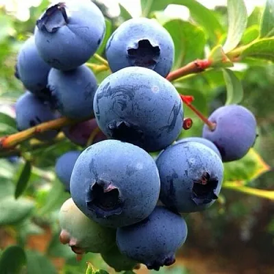 Голубика ДЮК  Голубика ДЮК в Сургуте