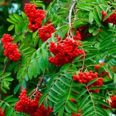 Рябина ПЛАКУЧАЯ сладкоплодная в Сургуте