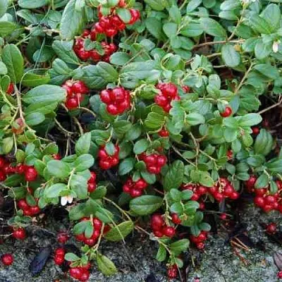 Брусника ЭРТЕЗЕГЕН в Сургуте