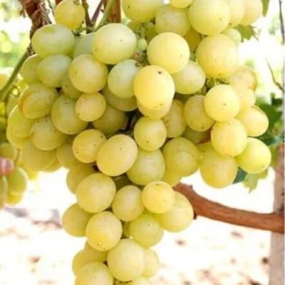 Виноград ТАЛИСМАН в Сургуте