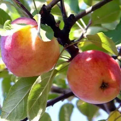 Яблоня АБРИКОСОВАЯ — описание сорта Яблоня АБРИКОСОВАЯ в Сургуте