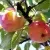Яблоня АБРИКОСОВАЯ — описание сорта Яблоня АБРИКОСОВАЯ в Сургуте