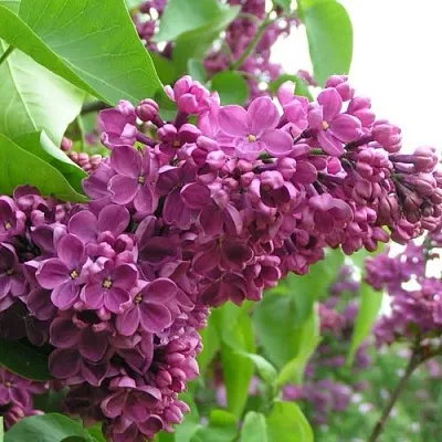 Сирень ДЕНЬ ПОБЕДЫ  Сирень ДЕНЬ ПОБЕДЫ в Сургуте