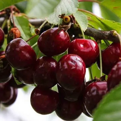 Вишня НОВОДВОРСКАЯ  Вишня НОВОДВОРСКАЯ в Сургуте