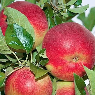 Яблоня СЕНАТОР колонновидная в Сургуте