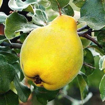 Айва РУМО  Айва РУМО в Сургуте