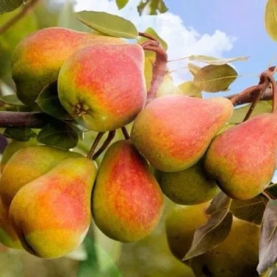 Груша ЗАБАВА  Груша ЗАБАВА в Сургуте