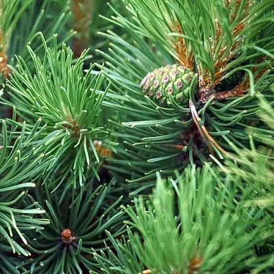 Сосна в Сургуте