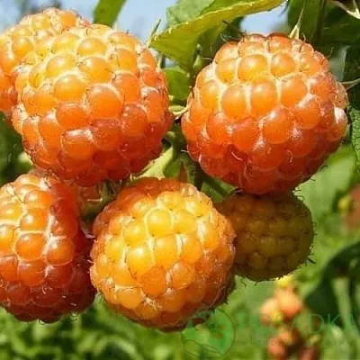 Малина КУМБЕРЛЕНД желтая в Сургуте