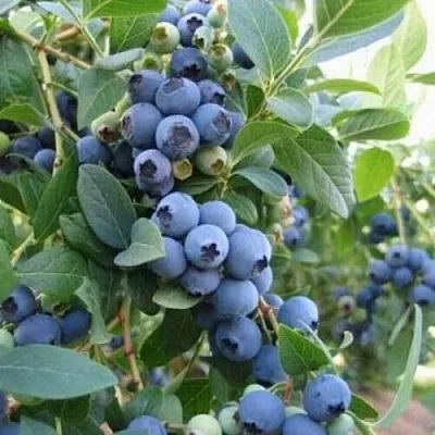 Голубика ЭЛЛИОТ  Голубика ЭЛЛИОТ в Сургуте