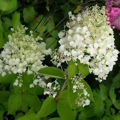 Гортензия ДАРТС ЛИТТЛ ДОТТ метельчатая  Гортензия ДАРТС ЛИТТЛ ДОТТ метельчатая в Сургуте