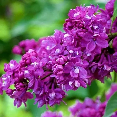 Сирень ОГНИ ДОНБАССА  Сирень ОГНИ ДОНБАССА в Сургуте