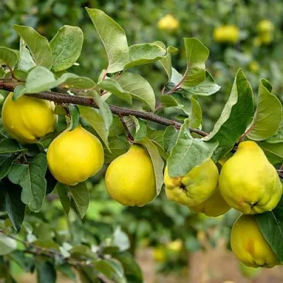 Айва ТРИУМФ  Айва ТРИУМФ в Сургуте