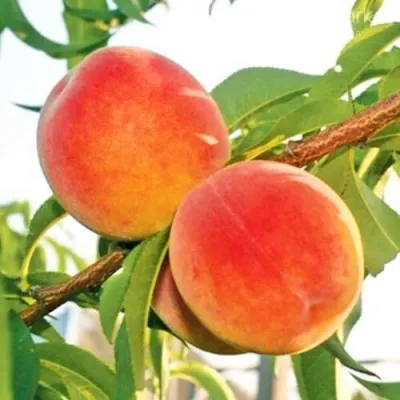 Персик ОНТАРИО — описание сорта Персик ОНТАРИО в Сургуте