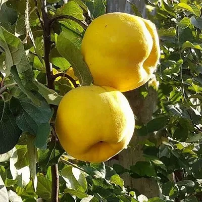 Айва МАРИЯ  Айва МАРИЯ в Сургуте