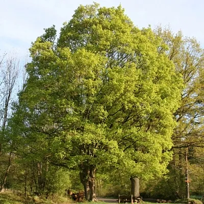 Клен полевой  Клен полевой в Сургуте