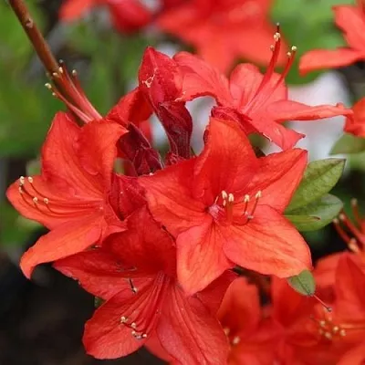 Азалия ПАРКФАЕР листопадная  Азалия ПАРКФАЕР листопадная в Сургуте