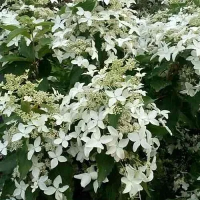 Гортензия МЭДЖИКАЛ СТАРЛАЙТ метельчатая  Гортензия МЭДЖИКАЛ СТАРЛАЙТ метельчатая в Сургуте