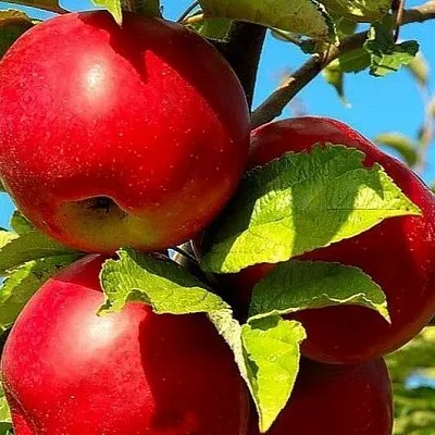 Зимние сорта в Сургуте